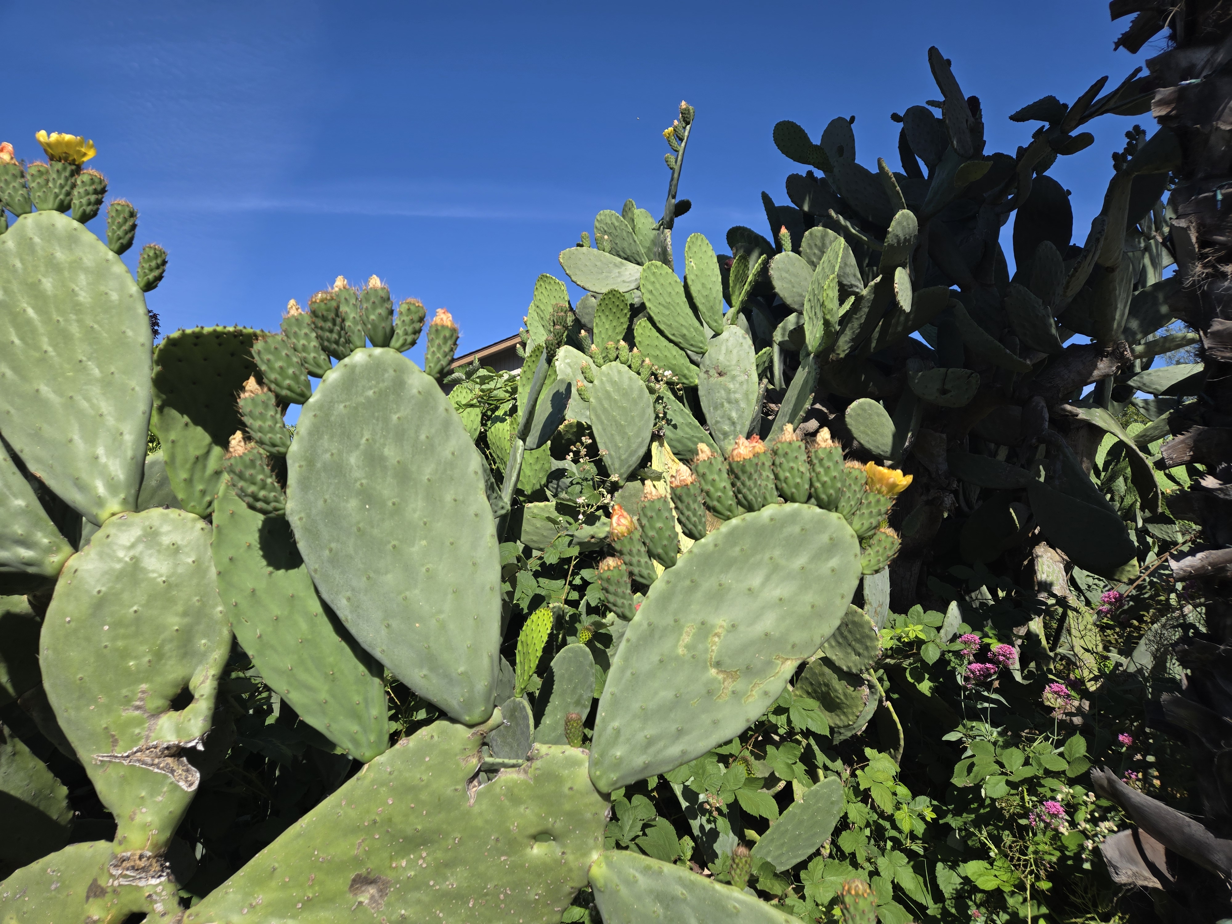 Cactus image